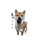 柴犬との君 NO.2（個別スタンプ：8）