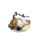 柴犬との君 NO.2（個別スタンプ：9）