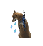 柴犬との君 NO.2（個別スタンプ：11）