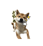 柴犬との君 NO.2（個別スタンプ：12）