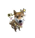 柴犬との君 NO.2（個別スタンプ：13）