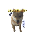柴犬との君 NO.2（個別スタンプ：15）