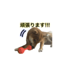 柴犬との君 NO.2（個別スタンプ：18）