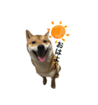 柴犬との君 NO.2（個別スタンプ：20）