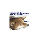 柴犬との君 NO.2（個別スタンプ：21）