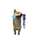 柴犬との君 NO.2（個別スタンプ：22）