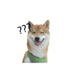 柴犬との君 NO.2（個別スタンプ：24）