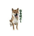 柴犬との君 NO.2（個別スタンプ：25）
