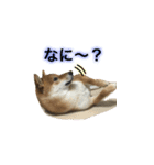柴犬との君 NO.2（個別スタンプ：26）