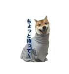 柴犬との君 NO.2（個別スタンプ：27）