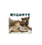 柴犬との君 NO.2（個別スタンプ：28）