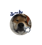 柴犬との君 NO.2（個別スタンプ：29）