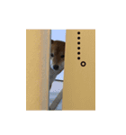 柴犬との君 NO.2（個別スタンプ：30）