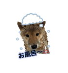 柴犬との君 NO.2（個別スタンプ：31）