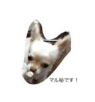 犬のいちご（個別スタンプ：1）