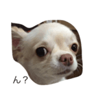犬のいちご（個別スタンプ：2）