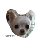 犬のいちご（個別スタンプ：3）