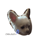 犬のいちご（個別スタンプ：4）