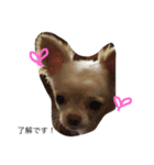 犬のいちご（個別スタンプ：5）
