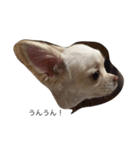 犬のいちご（個別スタンプ：6）