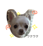 犬のいちご（個別スタンプ：8）
