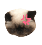 猫ちゃんちやん（個別スタンプ：2）