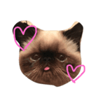 猫ちゃんちやん（個別スタンプ：3）