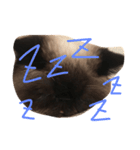 猫ちゃんちやん（個別スタンプ：4）