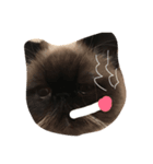猫ちゃんちやん（個別スタンプ：5）