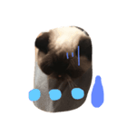 猫ちゃんちやん（個別スタンプ：7）