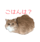 るるにゃんず（個別スタンプ：1）