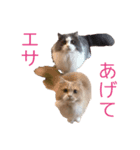 るるにゃんず（個別スタンプ：2）
