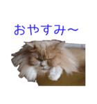 るるにゃんず（個別スタンプ：4）