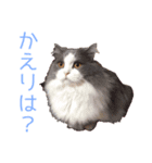 るるにゃんず（個別スタンプ：5）