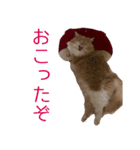 るるにゃんず（個別スタンプ：6）