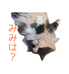 るるにゃんず（個別スタンプ：7）