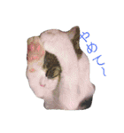 ロワのスタンプ（個別スタンプ：13）