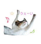 ロワのスタンプ（個別スタンプ：14）