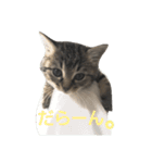 ちびたん。（個別スタンプ：10）