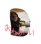 可愛い可愛いぽこちゃんスタンプ（個別スタンプ：4）