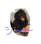 可愛い可愛いぽこちゃんスタンプ（個別スタンプ：16）
