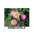 Photo風メッセージ(ご挨拶)（個別スタンプ：1）
