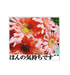 Photo風メッセージ(ご挨拶)（個別スタンプ：3）