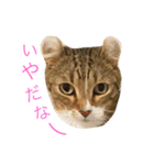 アメリカンカールのルーン（個別スタンプ：2）