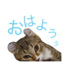 アメリカンカールのルーン（個別スタンプ：3）