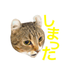 アメリカンカールのルーン（個別スタンプ：7）