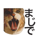 アメリカンカールのルーン（個別スタンプ：8）