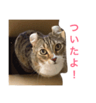 アメリカンカールのルーン（個別スタンプ：11）