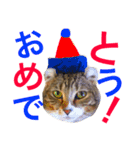 アメリカンカールのルーン（個別スタンプ：12）