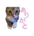 アメリカンカールのルーン（個別スタンプ：13）
